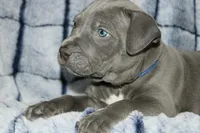 Smoke- ABKC, a male American Bully for sale in Durham, NC – Photo 2 of 10