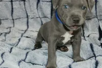 Smoke- ABKC, a male American Bully for sale in Durham, NC – Photo 6 of 10