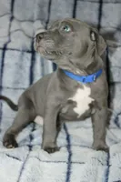 Smoke- ABKC, a male American Bully for sale in Durham, NC – Photo 3 of 10