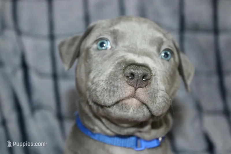 Smoke – American Bully puppy for sale in Durham, NC