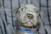 Smoke- ABKC, a male American Bully for sale in Durham, NC – Photo 1 of 10