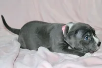 Mileena- ABKC, a female American Bully for sale in Durham, NC – Photo 2 of 10