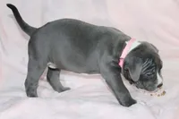 Mileena- ABKC, a female American Bully for sale in Durham, NC – Photo 5 of 10