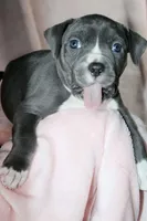 Mileena- ABKC, a female American Bully for sale in Durham, NC – Photo 3 of 10