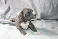 Mileena, a female American Bully for sale in Durham, NC – Photo 5 of 8