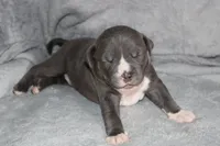 Mileena, a female American Bully for sale in Durham, NC – Photo 2 of 8