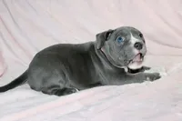 Mileena- ABKC, a female American Bully for sale in Durham, NC – Photo 8 of 10