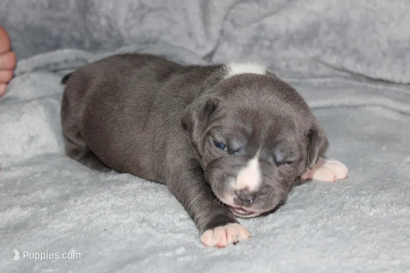 Mileena – American Bully puppy for sale in Durham, NC