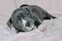 Mileena- ABKC, a female American Bully for sale in Durham, NC – Photo 7 of 10