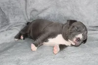 Mileena, a female American Bully for sale in Durham, NC – Photo 3 of 8
