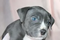 Mileena- ABKC, a female American Bully for sale in Durham, NC – Photo 6 of 10