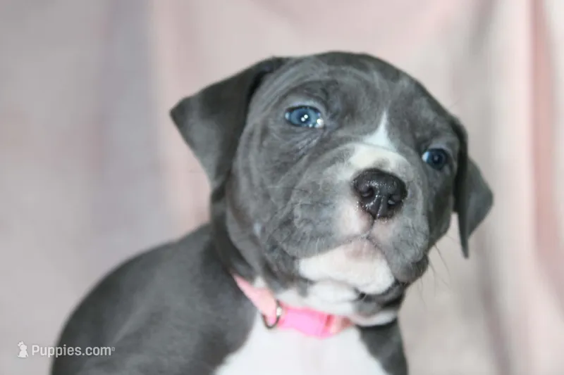 Mileena – American Bully puppy for sale in Durham, NC