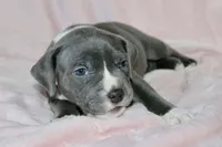 Mileena- ABKC, a female American Bully for sale in Durham, NC – Photo 9 of 10