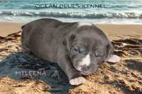 Mileena, a female American Bully for sale in Durham, NC – Photo 6 of 8