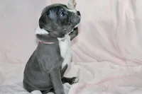 Mileena- ABKC, a female American Bully for sale in Durham, NC – Photo 4 of 10