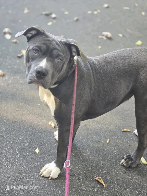 Mileena- ABKC – American Bully puppy for sale in Durham, NC