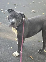Mileena- ABKC, a female American Bully for sale in Durham, NC – 1 of 10