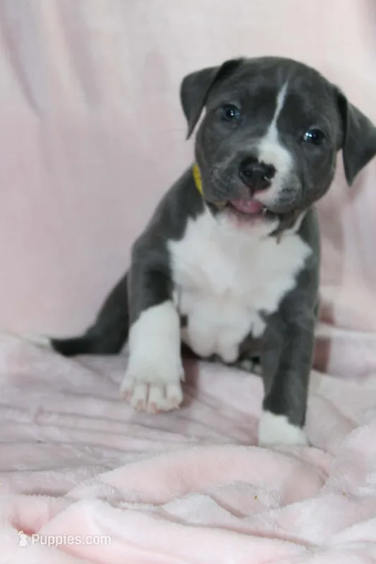 Kitana – American Bully puppy for sale in Durham, NC