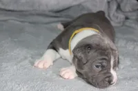 Kitana, a female American Bully for sale in Durham, NC – Photo 7 of 8