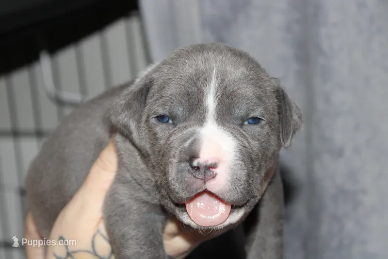 Kitana – American Bully puppy for sale in Durham, NC
