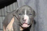 Kitana, a female American Bully for sale in Durham, NC – Photo 1 of 8