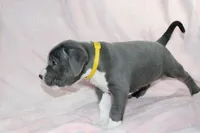 Kitana- ABKC, a female American Bully for sale in Durham, NC – Photo 4 of 10