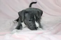 Kitana- ABKC, a female American Bully for sale in Durham, NC – Photo 9 of 10