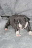 Kitana, a female American Bully for sale in Durham, NC – Photo 4 of 8