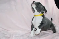 Kitana- ABKC, a female American Bully for sale in Durham, NC – Photo 2 of 10