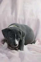 Kitana- ABKC, a female American Bully for sale in Durham, NC – Photo 8 of 10