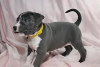 Kitana- ABKC, a female American Bully for sale in Durham, NC – Photo 5 of 10