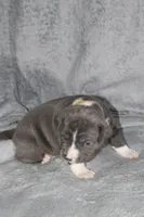 Kitana, a female American Bully for sale in Durham, NC – Photo 5 of 8