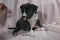 Kitana- ABKC, a female American Bully for sale in Durham, NC – Photo 6 of 10