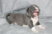 Kitana, a female American Bully for sale in Durham, NC – Photo 2 of 8