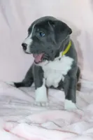 Kitana- ABKC, a female American Bully for sale in Durham, NC – Photo 7 of 10