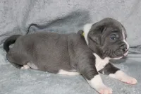 Kitana, a female American Bully for sale in Durham, NC – Photo 3 of 8