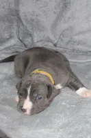 Kitana, a female American Bully for sale in Durham, NC – Photo 6 of 8