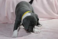 Kitana- ABKC, a female American Bully for sale in Durham, NC – Photo 3 of 10