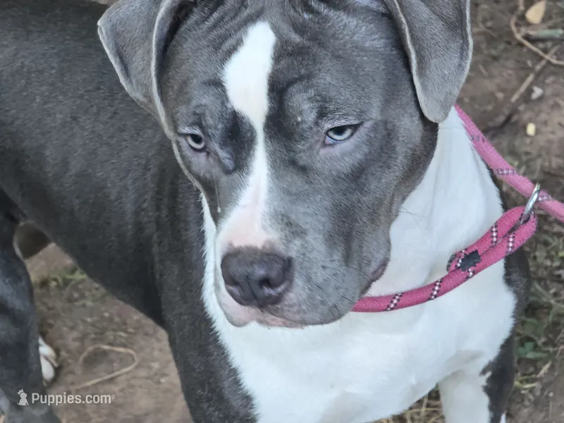 Cassie Cage-ABKC – American Bully puppy for sale in Durham, NC