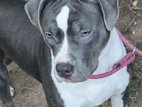 Cassie Cage-ABKC, a female American Bully for sale in Durham, NC – 1 of 9