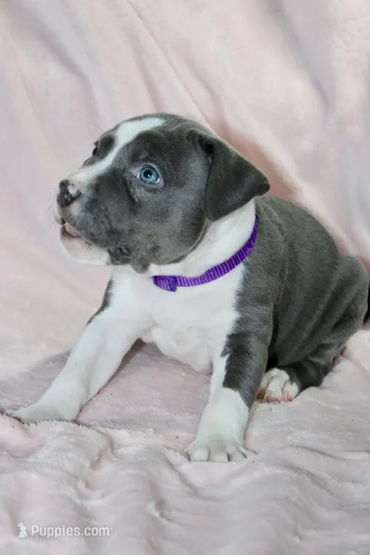 Cassie Cage – American Bully puppy for sale in Durham, NC
