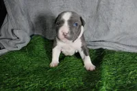 Cassie Cage, a female American Bully for sale in Durham, NC – Photo 4 of 7