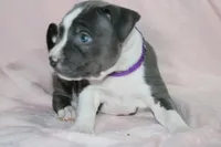 Cassie Cage-ABKC, a female American Bully for sale in Durham, NC – Photo 7 of 8