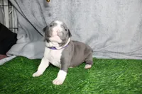 Cassie Cage, a female American Bully for sale in Durham, NC – Photo 6 of 7