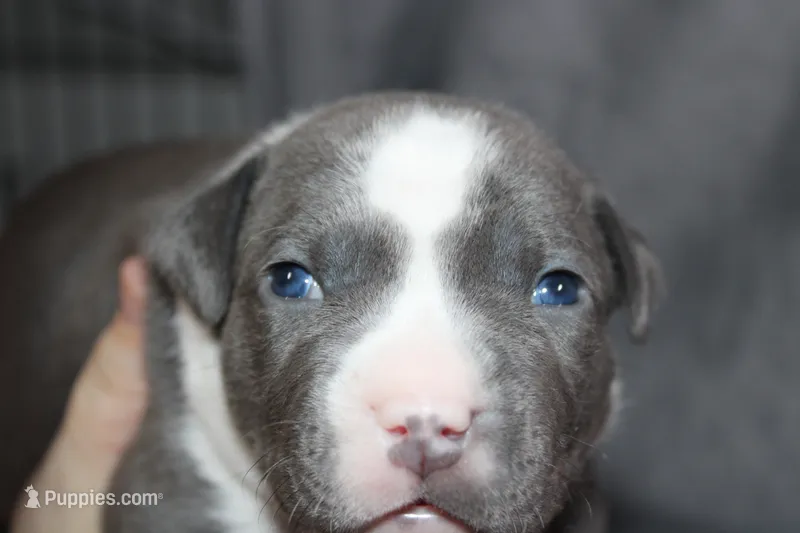 Cassie Cage – American Bully puppy for sale in Durham, NC