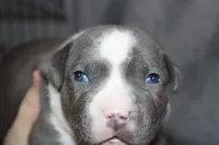 Cassie Cage, a female American Bully for sale in Durham, NC – Photo 1 of 7