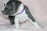 Cassie Cage-ABKC, a female American Bully for sale in Durham, NC – Photo 6 of 8