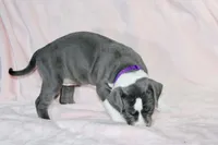 Cassie Cage-ABKC, a female American Bully for sale in Durham, NC – Photo 4 of 8
