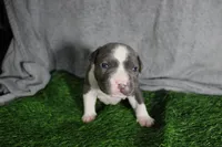 Cassie Cage, a female American Bully for sale in Durham, NC – Photo 5 of 7