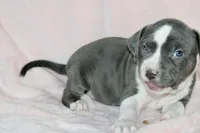 Cassie Cage-ABKC, a female American Bully for sale in Durham, NC – Photo 3 of 8